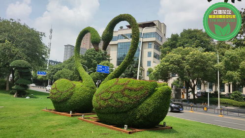 懷柔菊花造型,2022春節(jié)立體花壇,節(jié)日綠雕